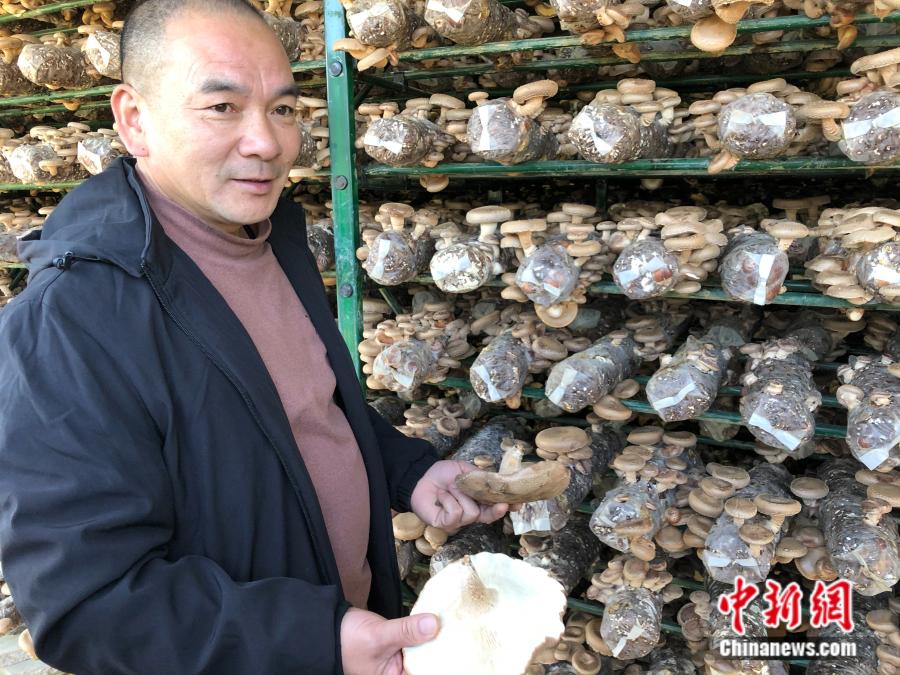 杉洋村菇农余新考正在展示他在光伏菇棚种植的蘑菇。中新网 张钰惠 摄 杉洋村菇农余新考正在展示他在光伏菇棚种植的蘑菇。中新网 张钰惠 摄