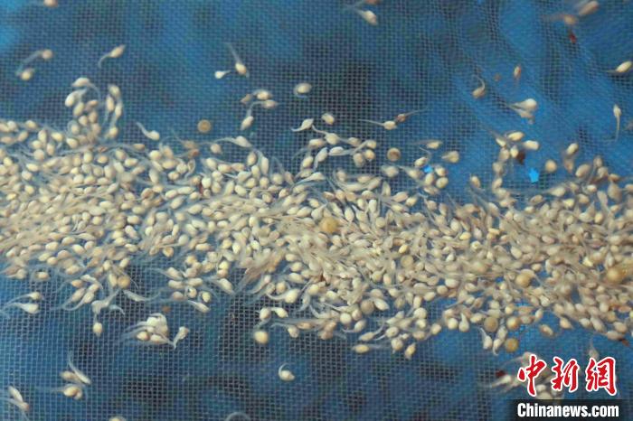 长江鲟初孵仔鱼 毛翔春 摄 长江鲟初孵仔鱼 毛翔春 摄