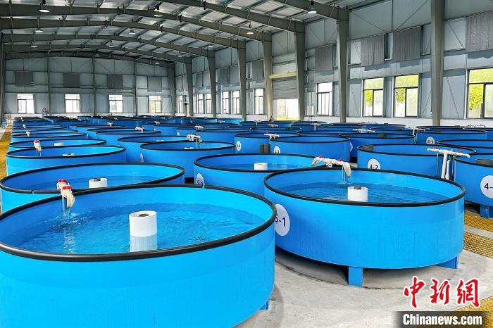 宜昌实验站苗种流水培育车间 黄欣 摄 宜昌实验站苗种流水培育车间 黄欣 摄