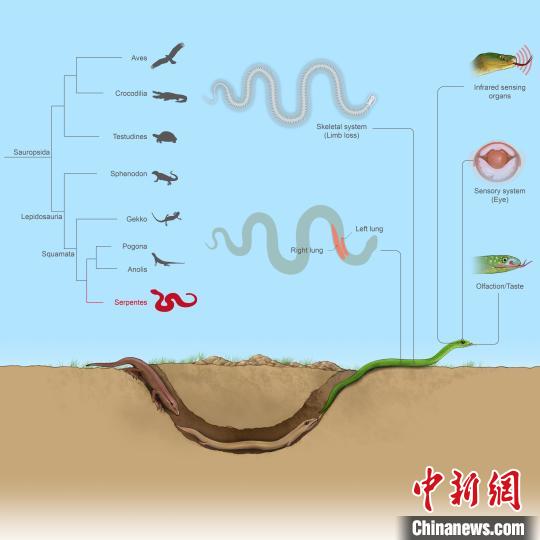 蛇类特有性状的演化遗传机制。 中科院成都生物所 供图 蛇类特有性状的演化遗传机制。 中科院成都生物所 供图