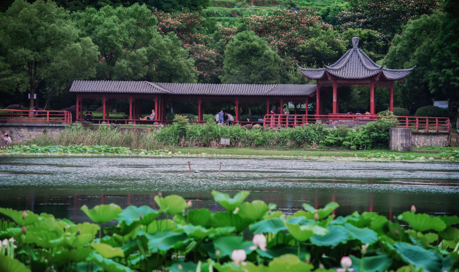 每日一景