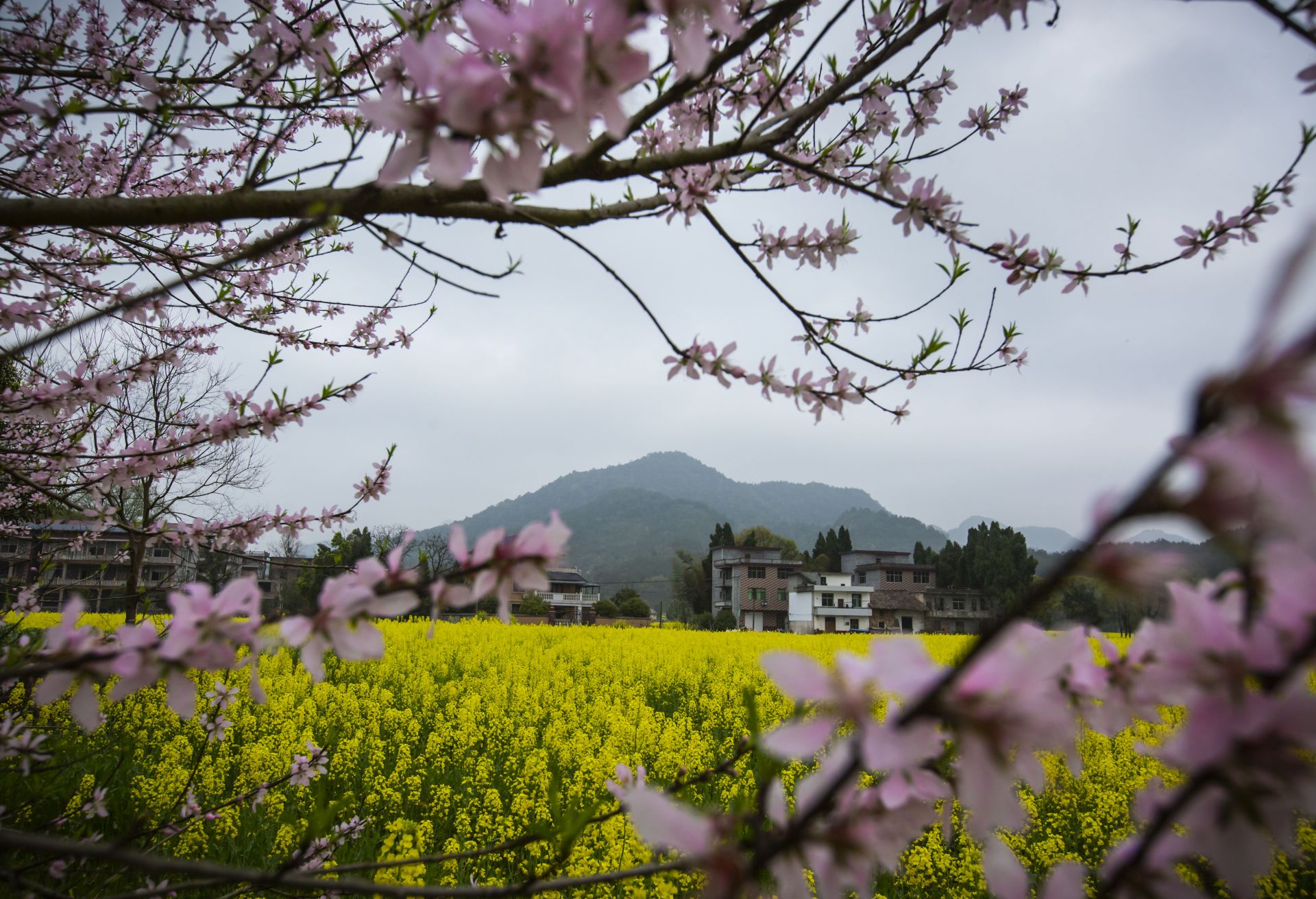 每日一景