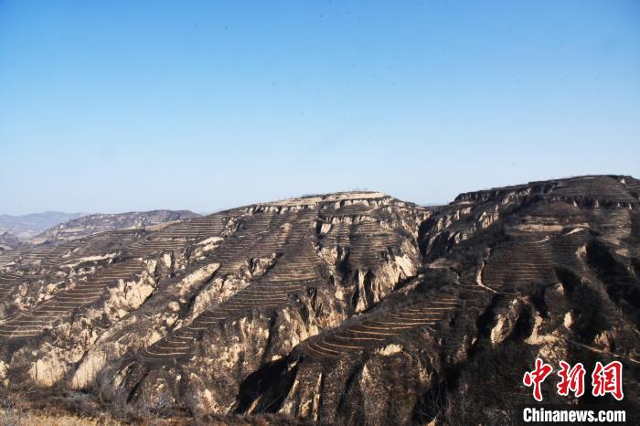 山西省石楼县和合乡、辛关镇、曹家垣乡、小蒜镇4个沿黄乡镇在荒山荒坡上，培育万亩连翘基地。　许文悦 摄