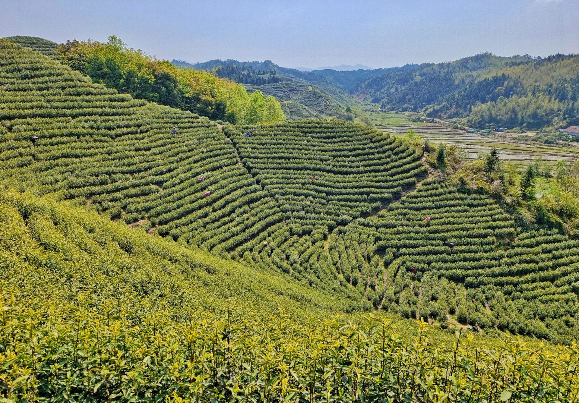 每日一景