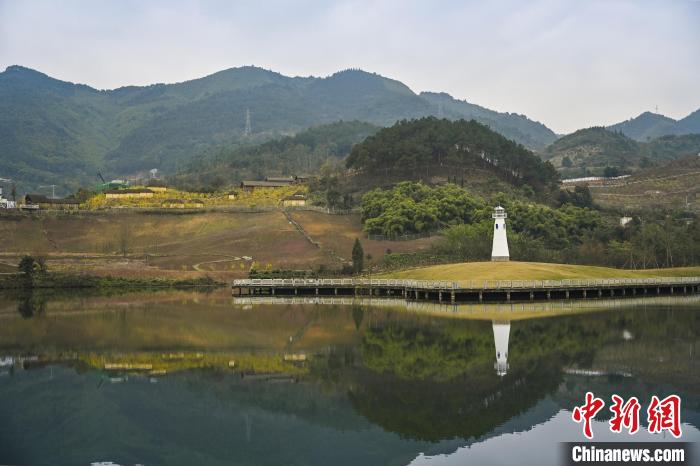图为重庆北碚区静观镇漫山遍野的蜡梅。 重庆北碚区委宣传部供图 图为重庆北碚区静观镇漫山遍野的蜡梅。 重庆北碚区委宣传部供图