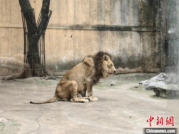 图为引起关注的柳州动物园雄性狮子。 林馨 摄 图为引起关注的柳州动物园雄性狮子。 林馨 摄