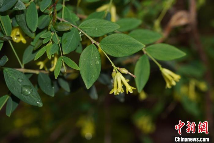 香花荛花 丹霞山国家公园生物多样性项目组 供图