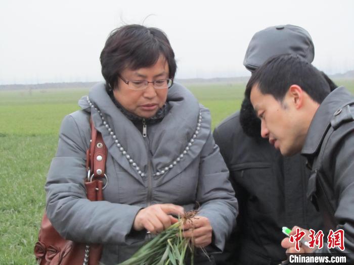 吴兰云(左一)查看麦苗长势情况 吴兰云供图 吴兰云(左一)查看麦苗长势情况 吴兰云供图