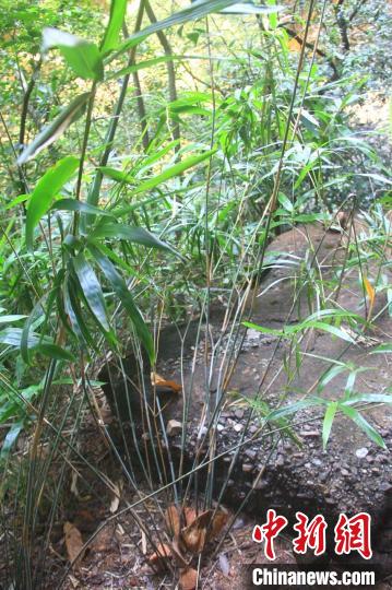 丹霞单枝竹 丹霞山国家公园生物多样性项目组 供图