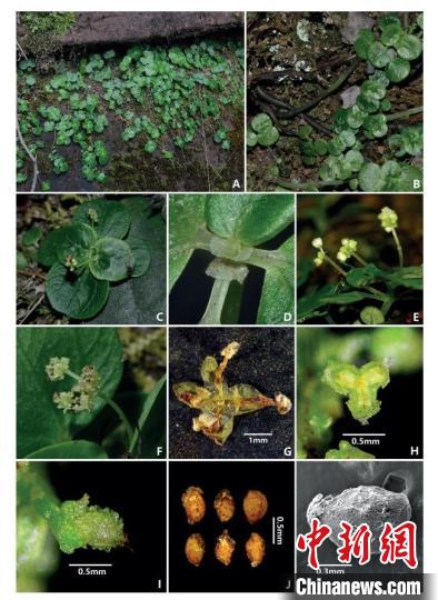 丹霞冷水花 丹霞山国家公园生物多样性项目组 供图