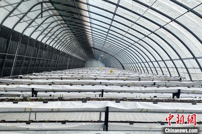 大武口区隆惠村日光温室多层高架栽培设施。 屈琳昆 摄 大武口区隆惠村日光温室多层高架栽培设施。 屈琳昆 摄