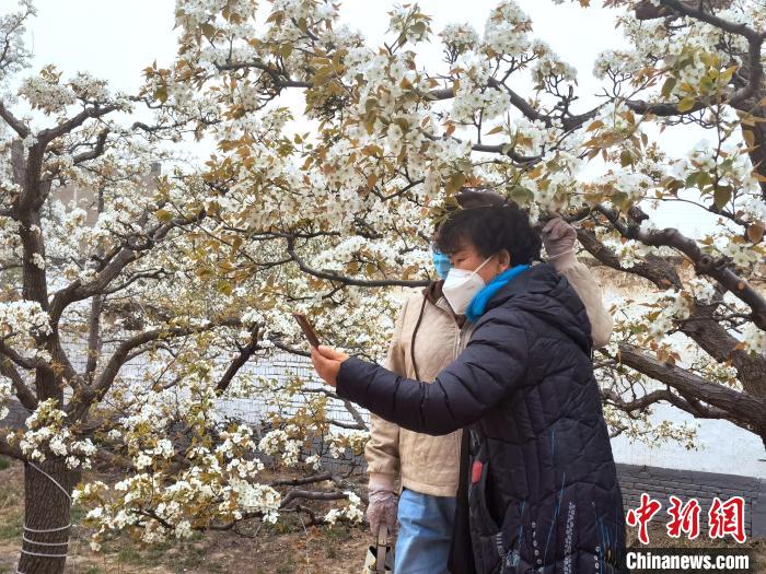 图为游客在梨园内拍照打卡。　张海雯 摄