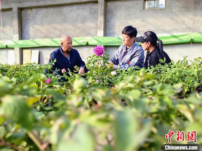 在山东省菏泽市牡丹区黄堽镇一处牡丹种植基地，李晓奇(中)给花农讲解牡丹管理知识。　 郜玉华 摄