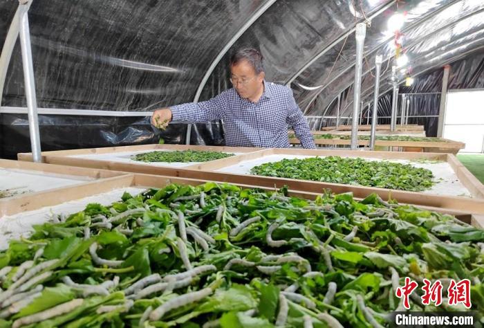 棠张桑果园负责人张朝丰正在为蚕儿喂食桑叶。 朱志庚 摄 棠张桑果园负责人张朝丰正在为蚕儿喂食桑叶。 朱志庚 摄