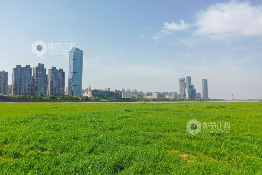 江上绿洲