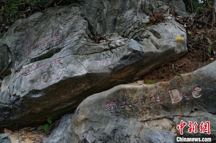 图为桂林市阳朔县回龙村石炭系\泥盆系剖面。 蒋丰慧 摄 图为桂林市阳朔县回龙村石炭系\泥盆系剖面。 蒋丰慧 摄