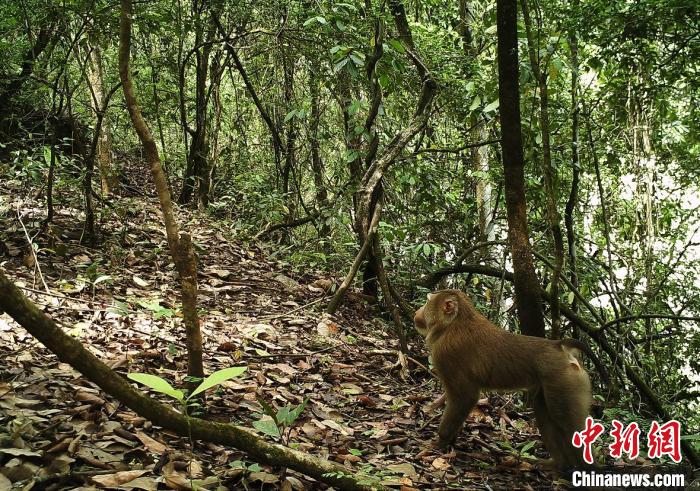 图为红外线相机拍摄的北豚尾猴影像 保山市龙陵小黑山省级自然保护区管护局供图 图为红外线相机拍摄的北豚尾猴影像 保山市龙陵小黑山省级自然保护区管护局供图