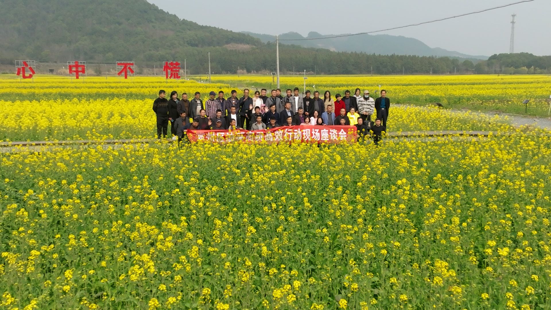 彬江油菜花39