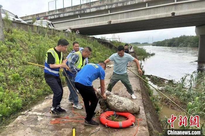 多方力量协力将羊救上岸 嵊州公安 供图 多方力量协力将羊救上岸 嵊州公安 供图