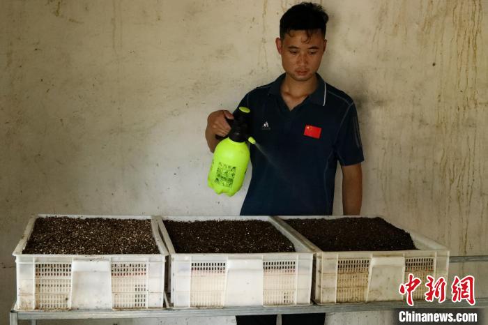 潘军杰给正在孵化的鳖蛋补水保湿。 陈家乐 摄 潘军杰给正在孵化的鳖蛋补水保湿。 陈家乐 摄