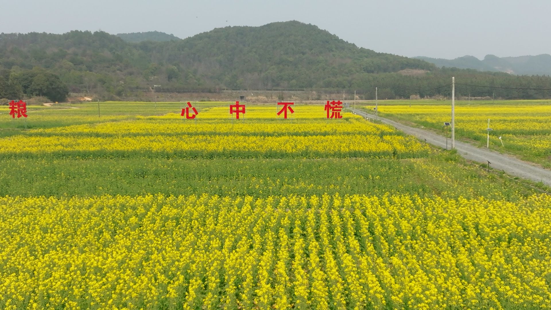 彬江油菜花40