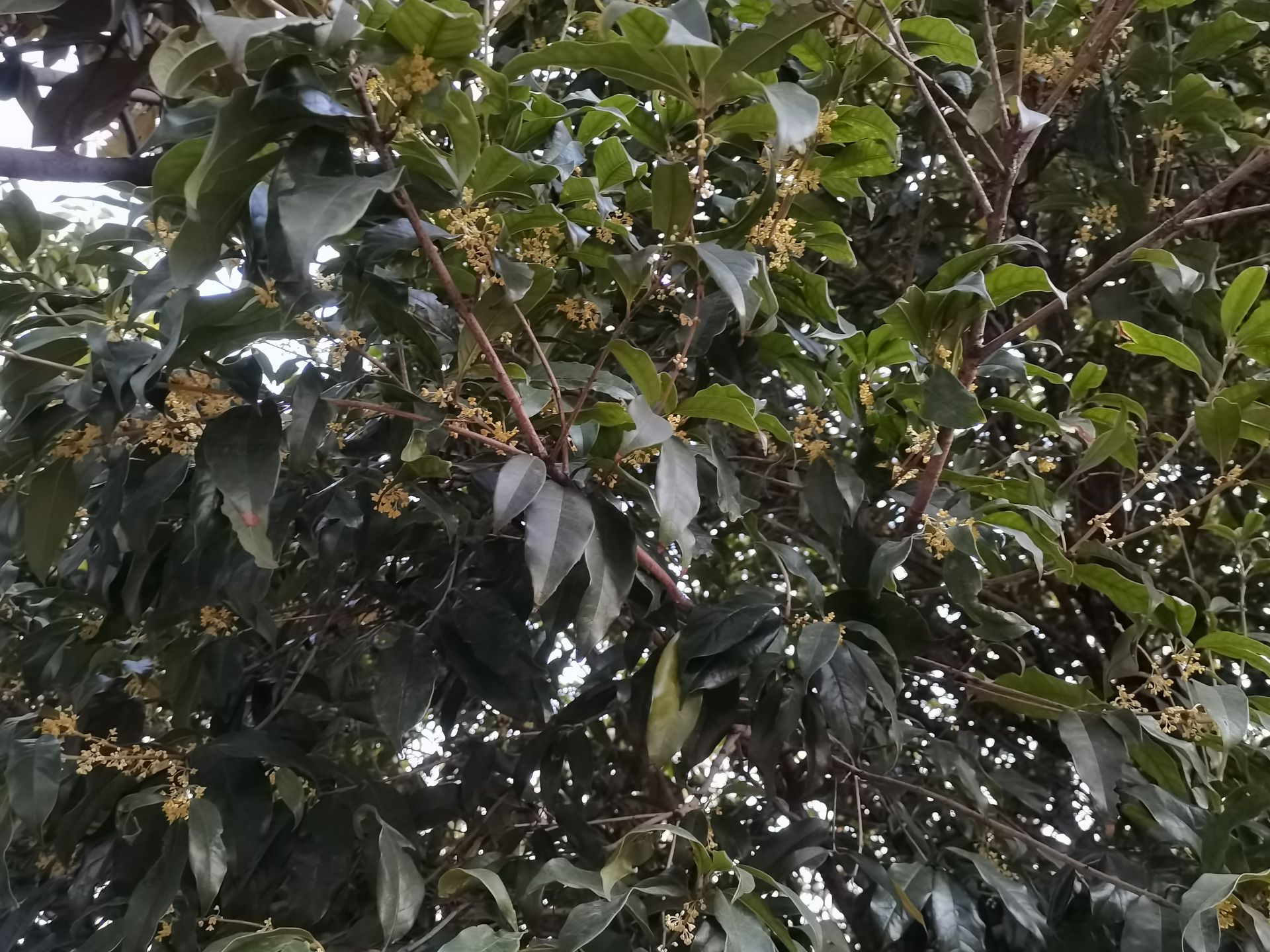 桂花飘香