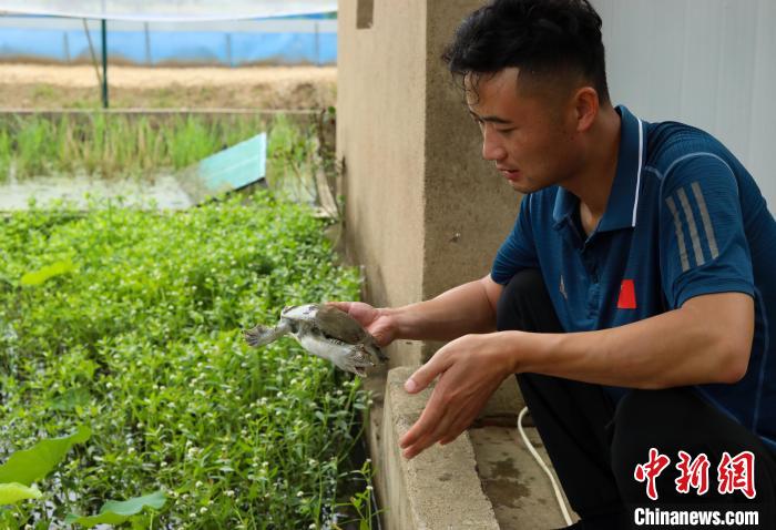 潘军杰正在查看种鳖的健康状况。 陈家乐 摄 潘军杰正在查看种鳖的健康状况。 陈家乐 摄