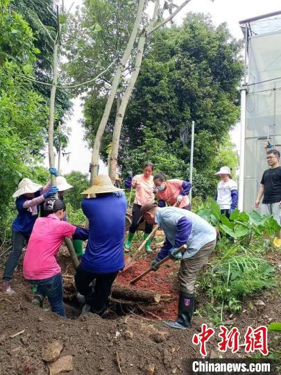 迁地种植现场 丹霞山管委会 供图 迁地种植现场 丹霞山管委会 供图