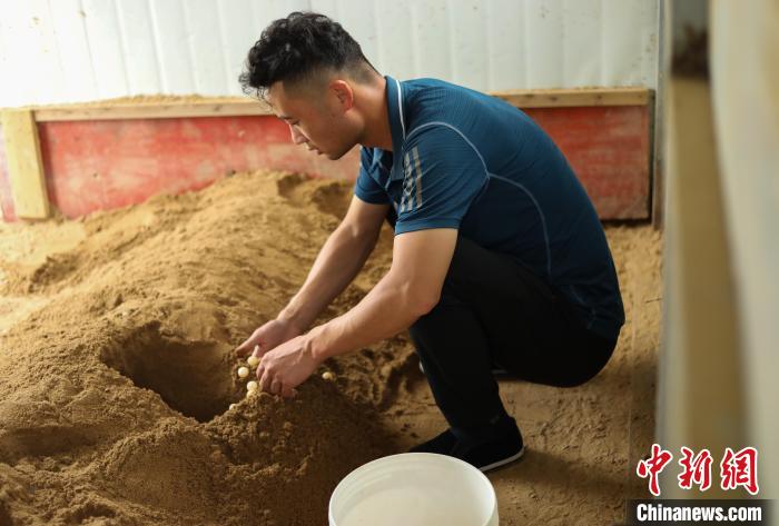 潘军杰正在收老鳖产的鳖蛋。 陈家乐 摄 潘军杰正在收老鳖产的鳖蛋。 陈家乐 摄