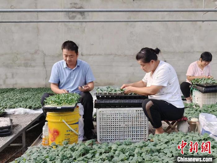 村民在育苗基地嫁接种苗。 王采怡 摄 村民在育苗基地嫁接种苗。 王采怡 摄