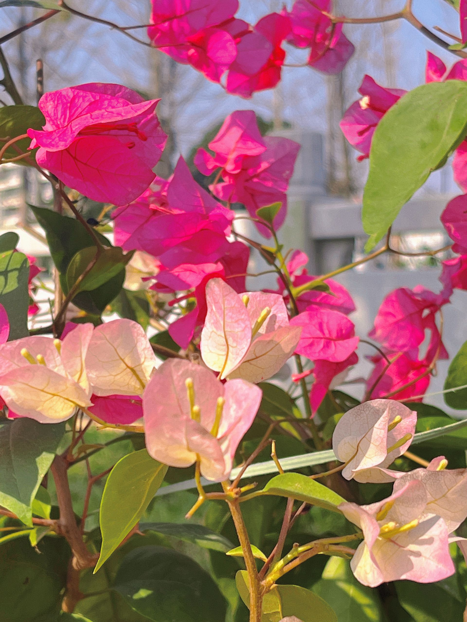 花