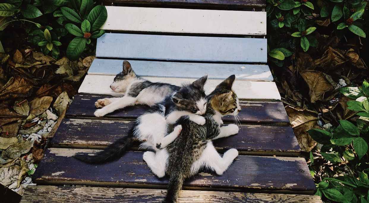 猫