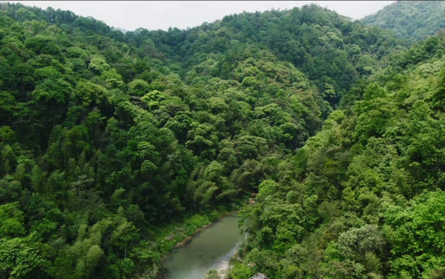 九龙原始森林景区图片
