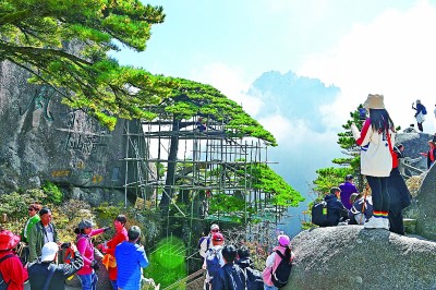 黄山迎客松将于11月初全新迎客