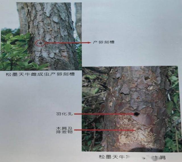 松树病虫害防治图谱图片