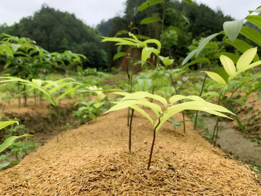 铜鼓这个村地下有宝贝