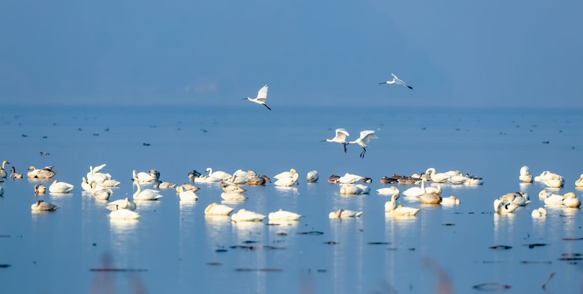 南沙湿地公园候鸟图片