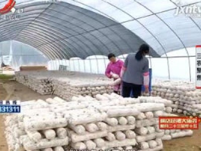 三农聚焦20190131 如何“扶”出有质量的香菇