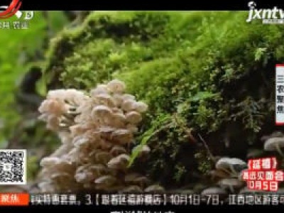 三农聚焦20180919 小菌菇的大财富