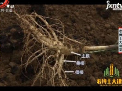 农博士大讲堂20190111 非林地种植人参