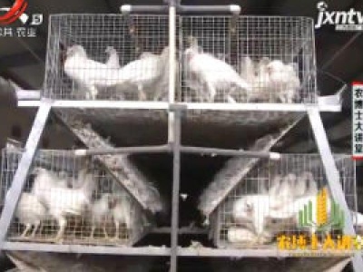 农博士大讲堂20181003 优秀蛋鸡——海兰白