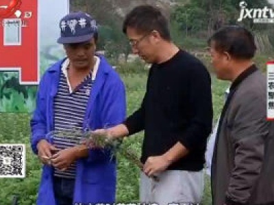 三农聚焦20190118 小艾草 大产业