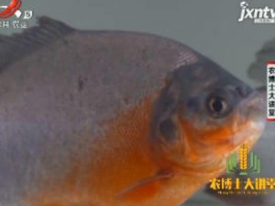 农博士大讲堂20180927 淡水白鲳养殖技术