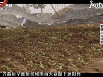 农博士大讲堂20181207 油麦菜大棚越冬栽培