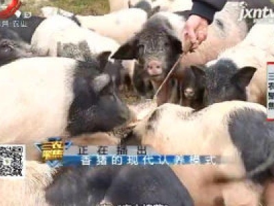 三农聚焦20190116 香猪的现代认养模式