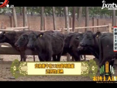 农博士大讲堂20190117 安格斯牛养殖技术