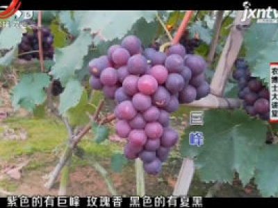 农博士大讲堂20181203 无核白鸡心葡萄种植技术