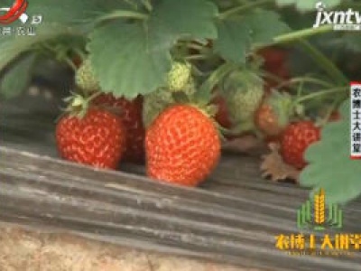 农博士大讲堂20190220 温室草莓基质配套栽培技术