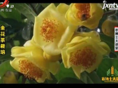 农博士大讲堂20190107 金花茶栽培