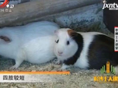 农博士大讲堂20181214 荷兰猪